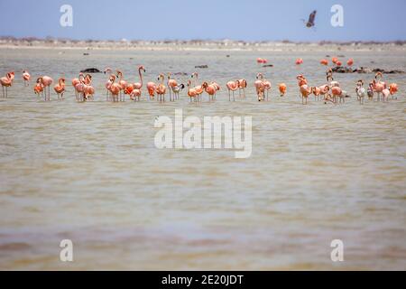 A group of pink greater flamingos, Phoenicopterus rubber, in a lake on the island of Bonaire, Netherlands Antilles, Caribbean. Stock Photo