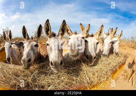 Wild donkeys being feed at the Kralendijk sanctuary on the island of Bonaire, Netherlands Antilles, Caribbean. Stock Photo