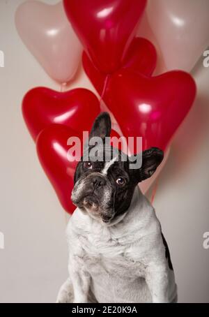 Portrait of French bulldog with colorful heart shaped balloons background. Stock Photo