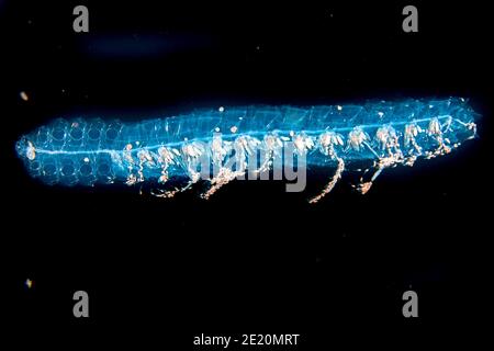 A siphonophore or hydrozoan, Agalma okeni. This is a memeber of the family of gelatinous animals called Cnidaria. The tentacles at the bottom are veno Stock Photo