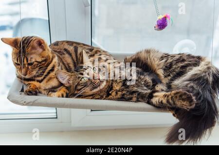 Two cute bengal kittens gold and chorocoal color laying on the cat's window bed and relaxing. Sunny seat for cat on the window. Stock Photo
