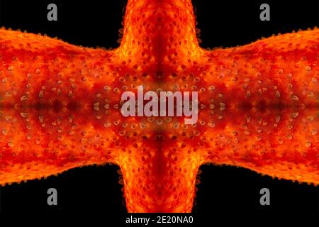 This close look at a section of a starfish that has been digitally multiplied into a kaleidoscopic art piece. A female symbiotic copepod, Stellicola s Stock Photo
