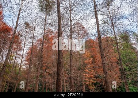 Cedar forest in different colors in autumn Stock Photo