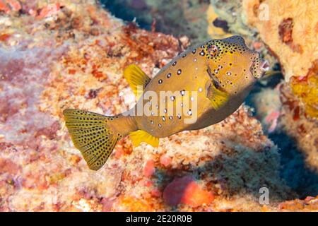 The yellow boxfish, Ostracion cubicus, begins life as a bright yellow juvenile.  Pictured is an adult. Yap, Micronesia. Stock Photo