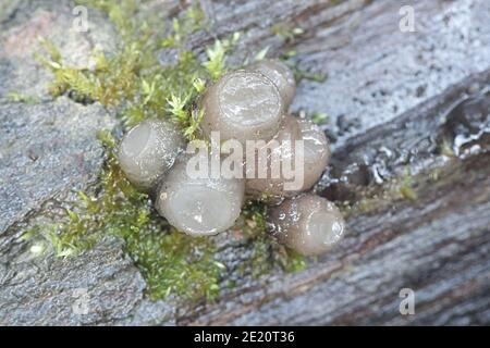 Neobulgaria pura, also called Ombrophila pura, known as Beech Jellydisc, wild fungus from Finland Stock Photo
