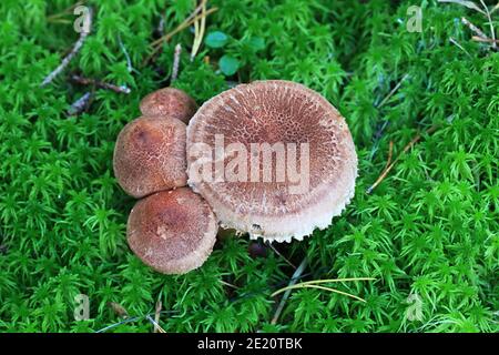 Tricholoma vaccinum, known as the russet scaly tricholoma, the scaly knight, or the fuzztop, mushrooms from Finland Stock Photo