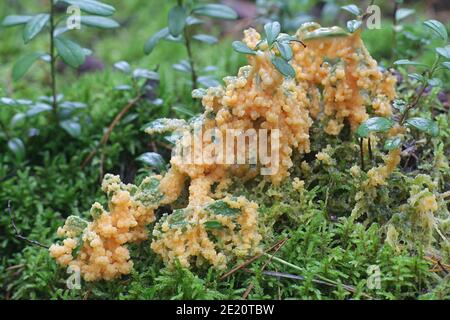 Fuligo muscorum, known as Apricot slime mold Stock Photo
