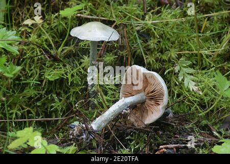 Stropharia caerulea, known as the blue roundhead or blue-green psilocybe, wild mushroom from Finland Stock Photo