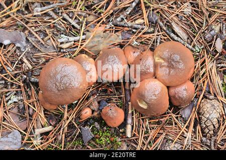 Suillus luteus, known as slippery jack or sticky bun, an edible bolete from Finland Stock Photo