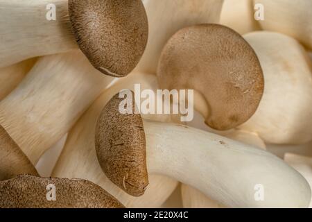 Heap of fresh raw mini king oyster mushrooms as background Stock Photo