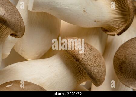 Heap of fresh raw mini king oyster mushrooms as background Stock Photo