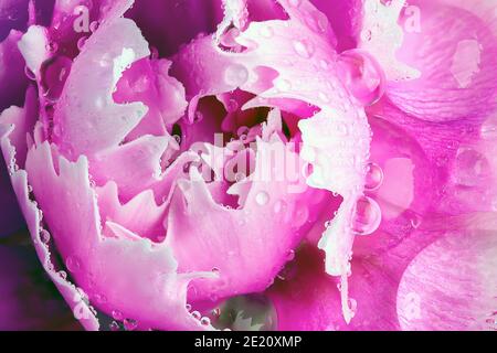Pink peony flower head in super macro close up. Water rain drops covering the petals. Garden plant in the process of opening Stock Photo