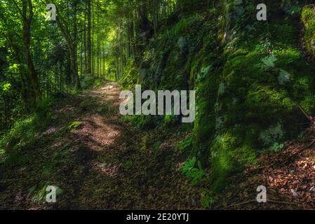 Selva de Irati (Navarra - Spain) Stock Photo