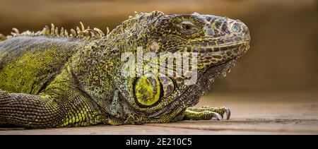 green iguana (Iguana iguana),  American iguana, common green iguana Stock Photo