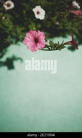 Pink flower close up with copy space over concrete wall Stock Photo