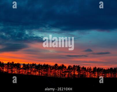 Pine trees silhouetted against the sunset Stock Photo