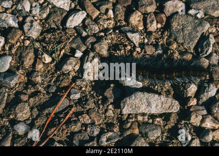 hairy black caterpillar crawling on the ground of a field Stock Photo