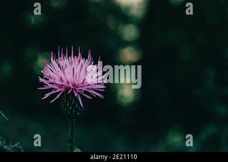nice lilac cirsium flower on a dark background in the field