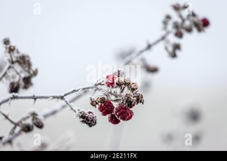 Close up of some unripened Blackberries covered with hoar frost Stock Photo