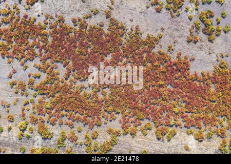 Abstract nature background. Top view of a dry estuary with plants. Land texture Stock Photo