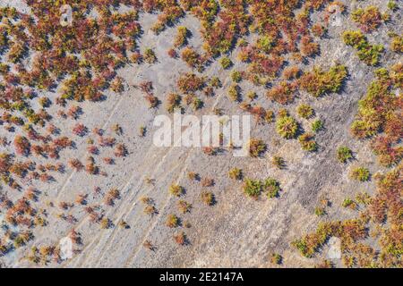 Abstract nature background. Top view of a dry estuary with plants. Land texture Stock Photo