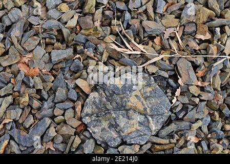 A large stone surrounded by smaller stones, withered grass and brown oak leaves. Winter beach of gravel and stones. Withered reeds on the stones. Wint Stock Photo