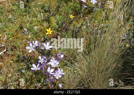 The Cashpachina flowers on the slopes of Cotopaxi volcano in Ecuador ...