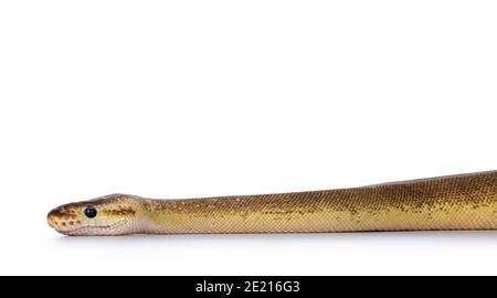 Adult Pinstripe Cinnamon Pastel Fire Ballpython aka Python regius snake. Head shot on white background. Stock Photo