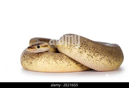 Adult Pinstripe Cinnamon Pastel Fire Ballpython aka Python regius snake. Full body curled up shot on white background. Stock Photo