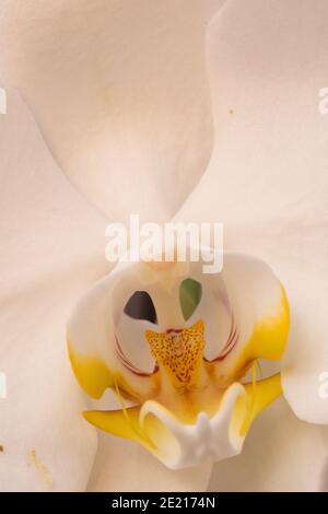 extreme closeup of a white Orchid (Phalaenopsis sp.) in flower.