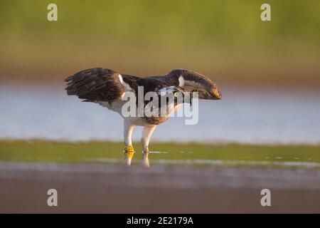 Osprey (Pandion haliaetus) hunting for fish in a water pond. This fish-eating bird of prey is found on all continents except Antarctica. Its diet cons Stock Photo