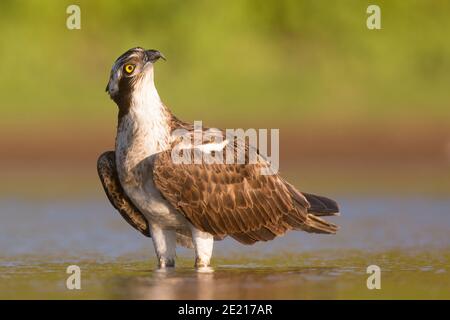 Osprey (Pandion haliaetus) hunting for fish in a water pond. This fish-eating bird of prey is found on all continents except Antarctica. Its diet cons Stock Photo