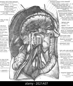 Closeup of a page from atlas of human anatomy book Stock Photo