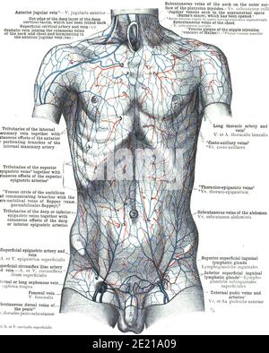 Closeup of a page from atlas of human anatomy book Stock Photo