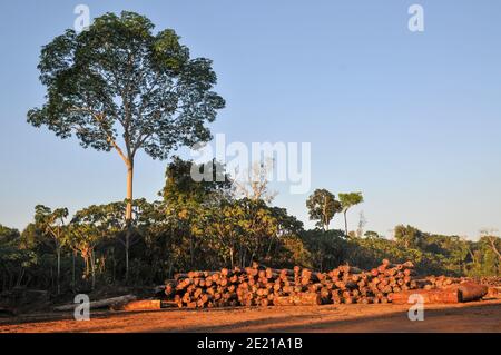 Logging activities in the Brazilian Rainforest causes large scale deforestation and land erosion Stock Photo