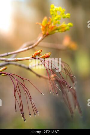 Maple flowers close up during spring flowering in the evening sun. Stock Photo