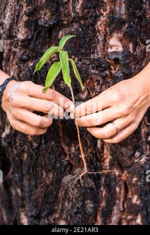 Environment and save planet protect nature people lifestyle concept with old hands holding new little plant and old trunk tree in background Stock Photo