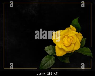 Yellow rose on charcoal grey black background, with simple border, frame. Ideal card, in memorian etc. Stock Photo