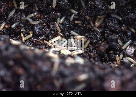 Eggs of crickets before hatching. Food insects for reptiles. Insect breeding. Stock Photo