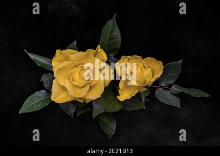Yellow roses on charcoal grey black background. Stock Photo
