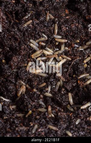 Eggs of crickets before hatching. Food insects for reptiles. Insect breeding. Stock Photo