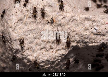 Small crickets just after hatching. Breeding of crickets. Food insects close up on a macro scale. Stock Photo