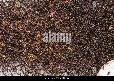 Small crickets just after hatching. Breeding of crickets. Food insects close up on a macro scale. Stock Photo