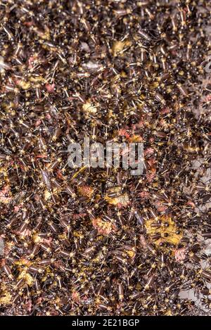 Small crickets just after hatching. Breeding of crickets. Food insects close up on a macro scale. Stock Photo