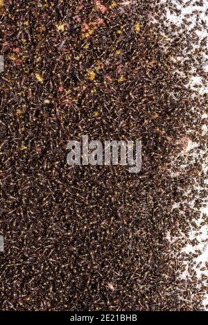 Small crickets just after hatching. Breeding of crickets. Food insects close up on a macro scale. Stock Photo