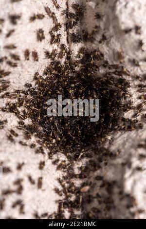 Small crickets just after hatching. Breeding of crickets. Food insects close up on a macro scale. Stock Photo