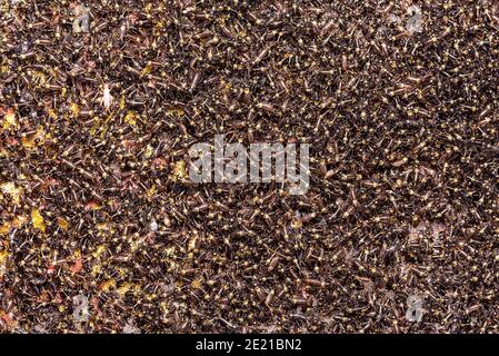 Small crickets just after hatching. Breeding of crickets. Food insects close up on a macro scale. Stock Photo