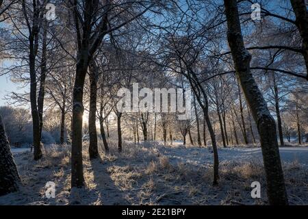 Sun shining through snow covered trees Stock Photo