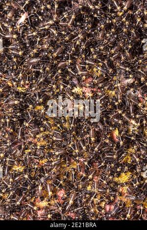 Small crickets just after hatching. Breeding of crickets. Food insects close up on a macro scale. Stock Photo