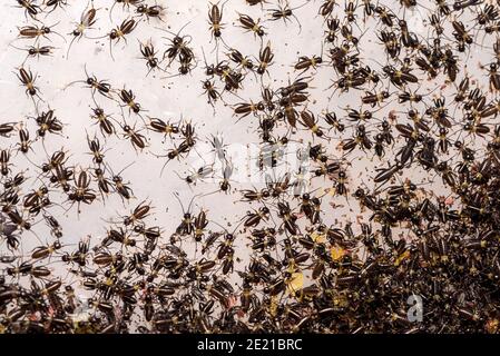 Small crickets just after hatching. Breeding of crickets. Food insects close up on a macro scale. Stock Photo